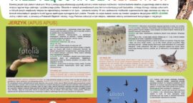 Powstała wieża lęgowa dla jerzyków