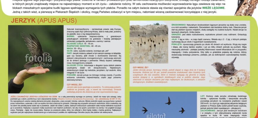 Powstała wieża lęgowa dla jerzyków