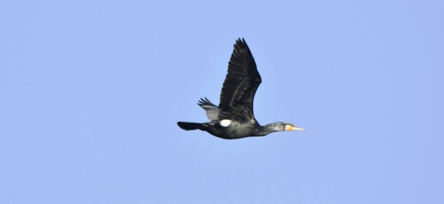 6 Piekarskie Zimowe Ptakoliczenie za nami