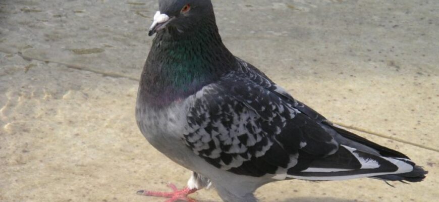 Nie dokarmiajmy gołębi