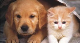 Fajerwerki to dla zwierząt stres. I są karalne