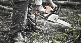 Zmiany zasad wycinki drzew i krzewów