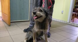 Zabrany pies z Piekar Śląskich ul. Tarnogórska 46