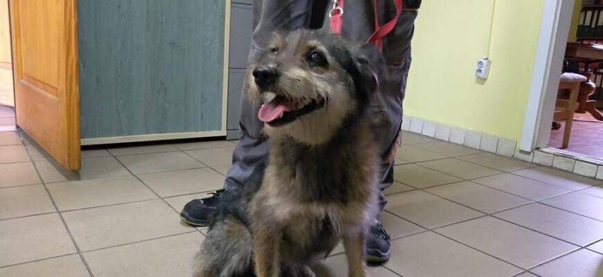 Zabrany pies z Piekar Śląskich ul. Tarnogórska 46