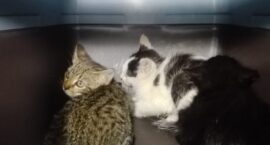 Zabrane kotki z Piekar Śląskich ul. Sowińskiego