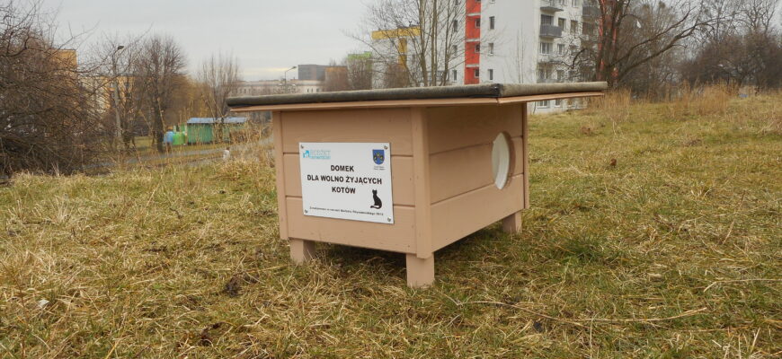 Dokarmianie wolno żyjących kotów jest bezpieczne