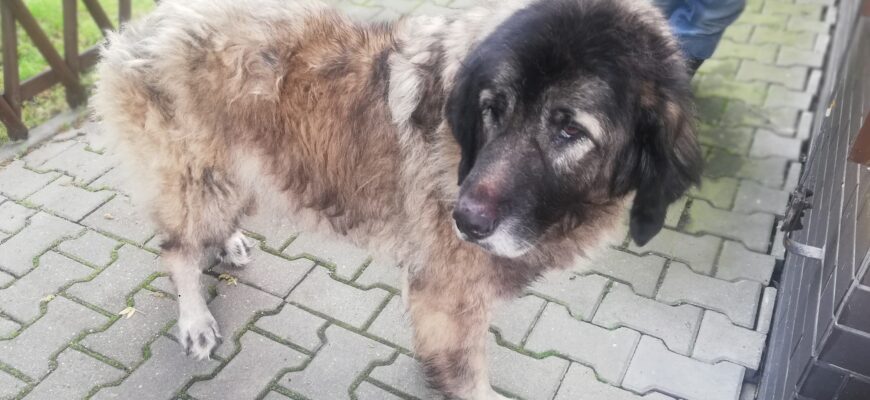 Zabrany pies z ul. Józefa Poniatowskiego