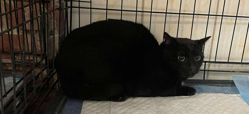 Zabrany kot z ul. Gen. Stanisława Maczka