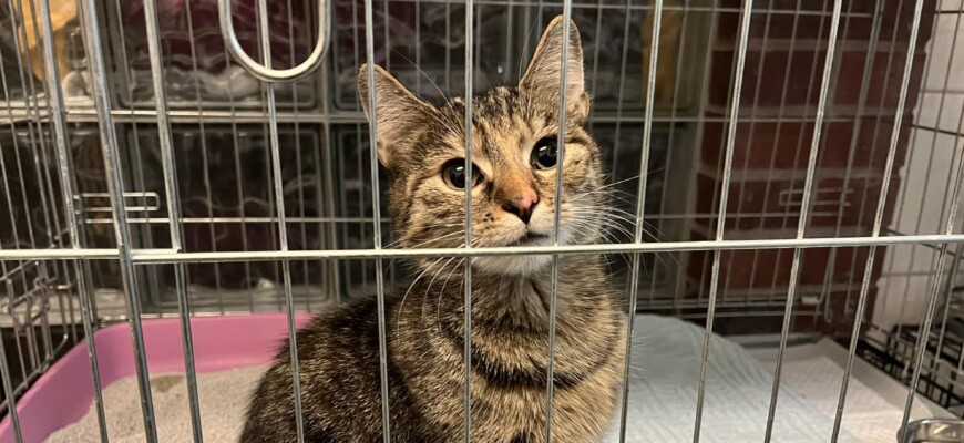 Zabrany kot z ulicy Sikorskiego